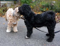 image of tibetan_terrier