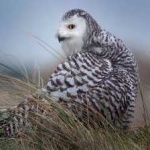 image of bird