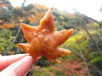 image of leaf