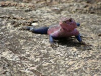 image of agama