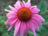 image of flower