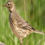 image of american_pipit #9