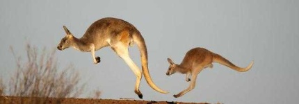 image of animal