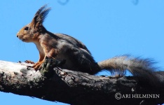 image of animal