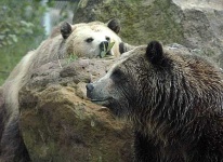 image of brown_bear