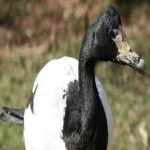 image of bird