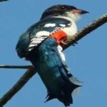 image of cuban_trogon #24