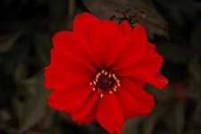 image of flower