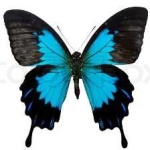 image of animal