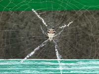 image of garden_spider