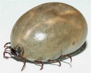 image of tick