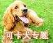 image of otterhound