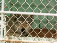 image of timber_wolf