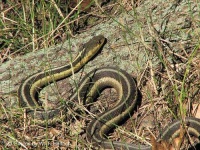 image of garter_snake #32