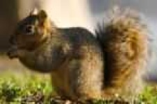 image of fox_squirrel