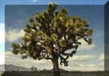 image of joshua_tree