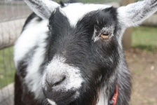image of animal
