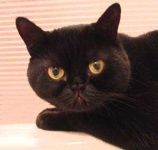 image of animal