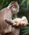 image of langur