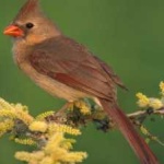 image of bird