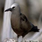 image of bird