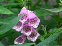 image of flower