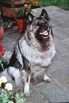 image of keeshond