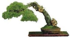 image of bonsai #32