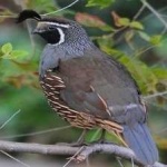 image of bird