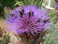 image of cardoon