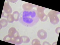 image of blood_cell