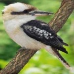 image of bird