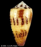 image of conch
