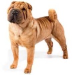 image of shar_pei #0