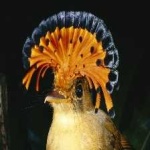 image of bird