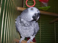 image of african_grey
