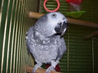 image of african_grey #30