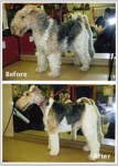 image of wire_haired_fox_terrier #8