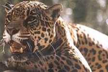 image of jaguar_car