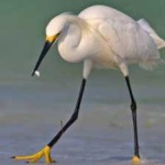 image of bird