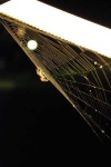 image of spider_web