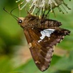 image of animal