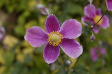 image of flower
