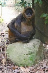 image of spider_monkey #28