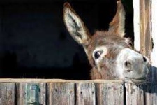 image of donkey #37
