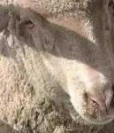 image of animal