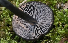 image of mushrooms