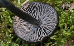 image of entoloma #29