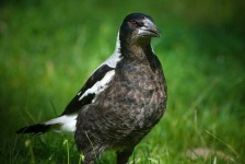 image of magpie