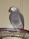 image of african_grey #11